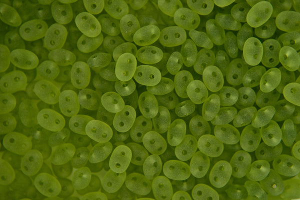 10g Matubo SuperDuo Czech Seed Beads 2.5x5mm Transparent Green Olivine Matte Beadacious