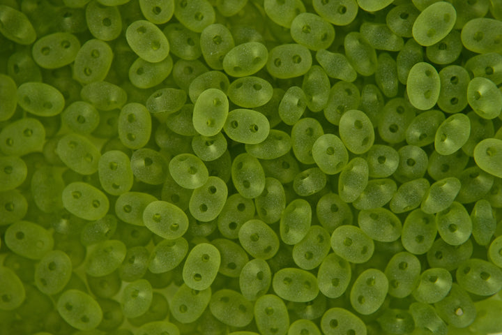 10g Matubo SuperDuo Czech Seed Beads 2.5x5mm Transparent Green Olivine Matte Beadacious